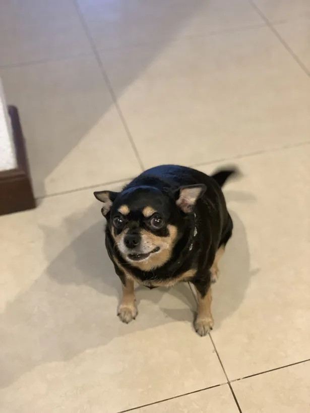 Lily depois
